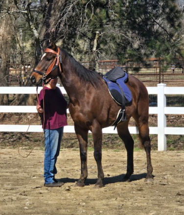 HorseID: 2310606 Rocket - PhotoID: 1095247