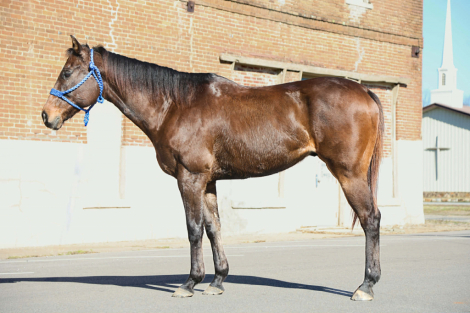 HorseID: 2310606 Rocket - PhotoID: 1095249