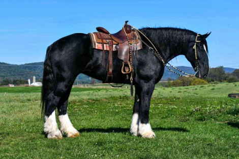 HorseID: 2310608 Bonnie - PhotoID: 1095251