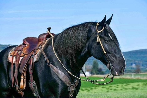 HorseID: 2310608 Bonnie - PhotoID: 1095252