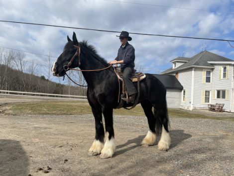 HorseID: 2310608 Bonnie - PhotoID: 1095253