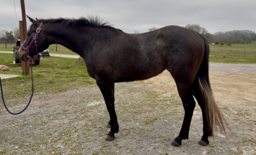 HorseID: 2310611 Jubilee seas - PhotoID: 1095266