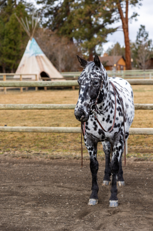 HorseID: 2310614 BCA Zamos Konobo - PhotoID: 1095315