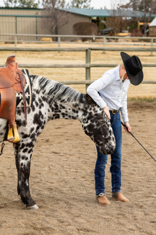 HorseID: 2310614 BCA Zamos Konobo - PhotoID: 1095316