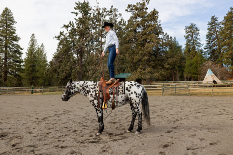 HorseID: 2310614 BCA Zamos Konobo - PhotoID: 1095317