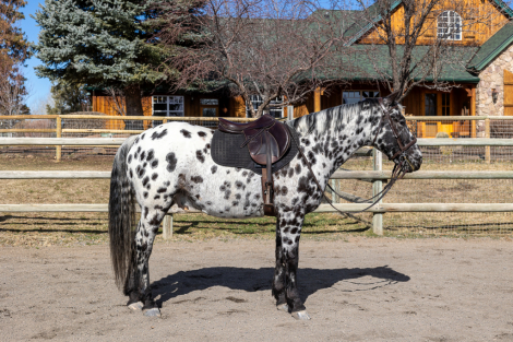 HorseID: 2310614 BCA Zamos Konobo - PhotoID: 1095318