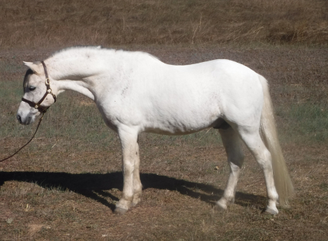 HorseID: 2310622 Encore Edition - PhotoID: 1095307