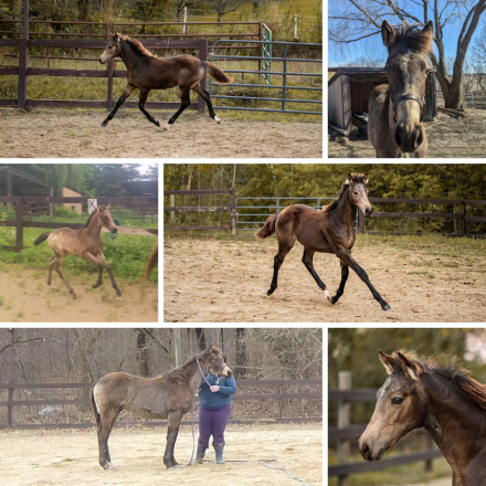 HorseID: 2310624 Dragon Song Iron Typhon - PhotoID: 1095269