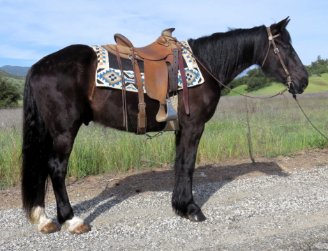 HorseID: 2310628 CHIP - PhotoID: 1095268