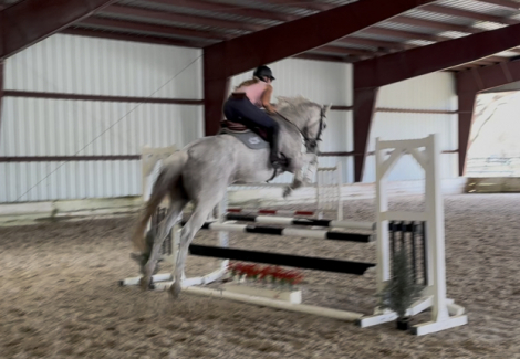 HorseID: 2310633 Duvalin Dream - PhotoID: 1095274