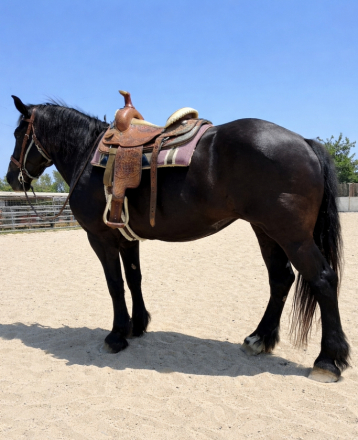 HorseID: 2310634 Dallas - PhotoID: 1095275