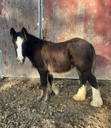 HorseID: 2310636 Flor Silvestre - PhotoID: 1095276