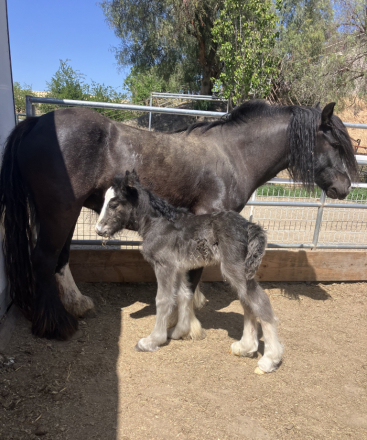 HorseID: 2310636 Flor Silvestre - PhotoID: 1095277