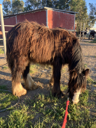 HorseID: 2310636 Flor Silvestre - PhotoID: 1095278