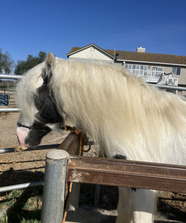 HorseID: 2310636 Flor Silvestre - PhotoID: 1095279