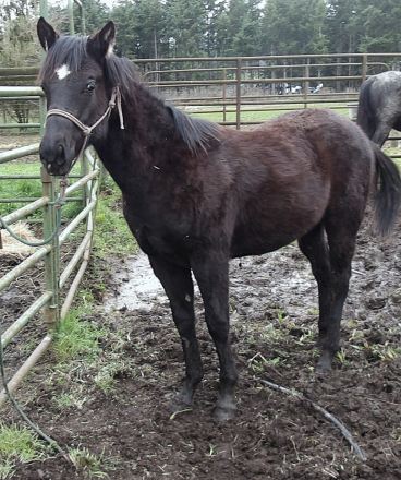 HorseID: 2310640 XXX ODIN HANCOCK - PhotoID: 1095282