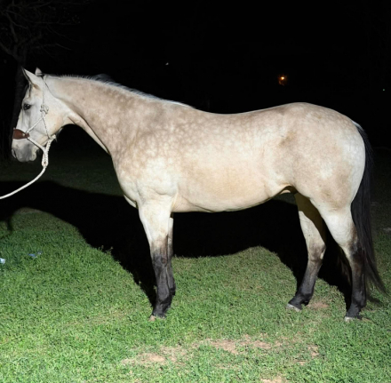 HorseID: 2310642 MAYBE BABY - PhotoID: 1095284
