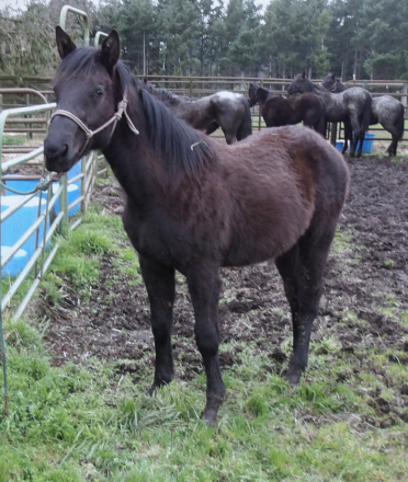 HorseID: 2310643 XXX OATLEY HANCOCK - PhotoID: 1095285