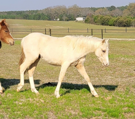 HorseID: 2310647 HH Glory Song - PhotoID: 1095287