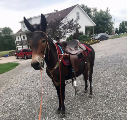 HorseID: 2310652 JFF Pickles - PhotoID: 1095295