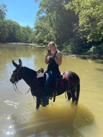 HorseID: 2310652 JFF Pickles - PhotoID: 1095298