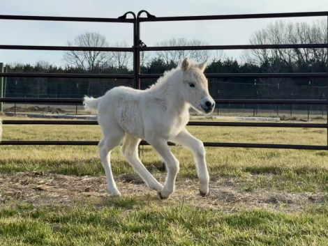 HorseID: 2310653 Pappy's Cato - PhotoID: 1095300