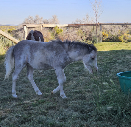 HorseID: 2310657 Ebony Blue Ices Miss Lally - PhotoID: 1095301
