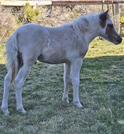 HorseID: 2310658 Ebony Blue Alberts Icy Night - PhotoID: 1095302