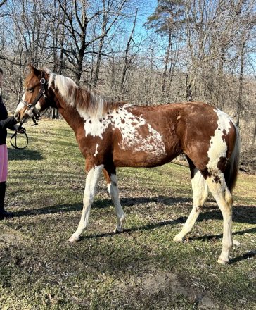 HorseID: 2310661 Absolutely Jonnys Joker - PhotoID: 1095309