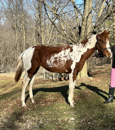 HorseID: 2310661 Absolutely Jonnys Joker - PhotoID: 1095310