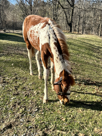 HorseID: 2310661 Absolutely Jonnys Joker - PhotoID: 1095311