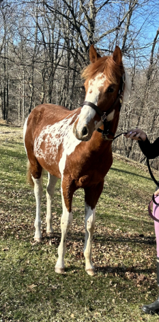 HorseID: 2310661 Absolutely Jonnys Joker - PhotoID: 1095312