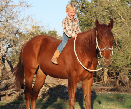 HorseID: 2310664 TECH IM FRENCH - PhotoID: 1095324