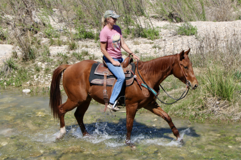 HorseID: 2310664 TECH IM FRENCH - PhotoID: 1095326