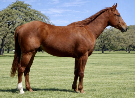 HorseID: 2310664 TECH IM FRENCH - PhotoID: 1095327