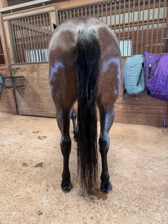 HorseID: 2310668 JE SKIPN FALCON - PhotoID: 1095329
