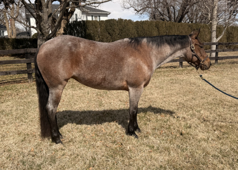 HorseID: 2310668 JE SKIPN FALCON - PhotoID: 1095330