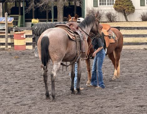HorseID: 2310668 JE SKIPN FALCON - PhotoID: 1095331
