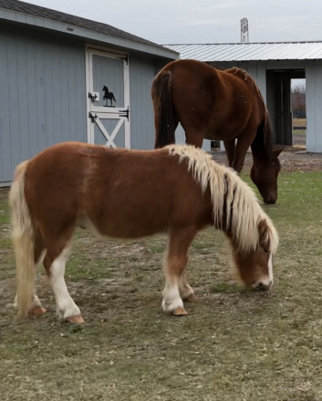 HorseID: 2310669 38”, 5½-year-old strawberry roan gelding. - PhotoID: 1095332