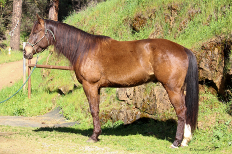 HorseID: 2310670 Spyders Driftin Too - PhotoID: 1095333