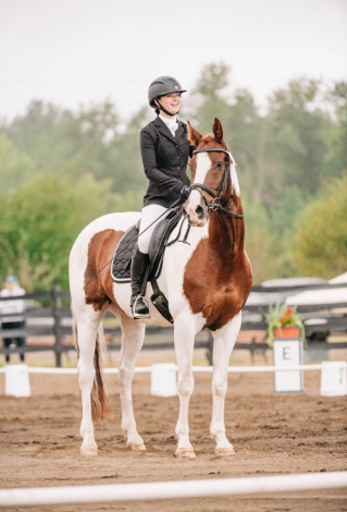 HorseID: 2310671 Francesco - PhotoID: 1095335
