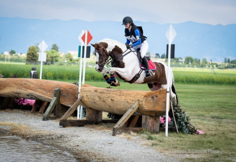HorseID: 2310671 Francesco - PhotoID: 1095336