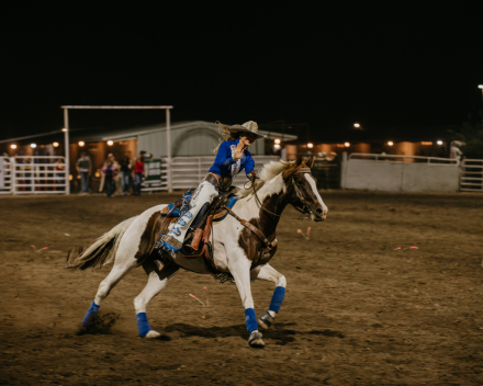 HorseID: 2310671 Francesco - PhotoID: 1095337