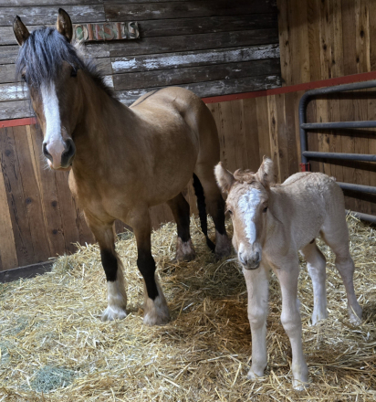 HorseID: 2310677 Sienna - PhotoID: 1095343