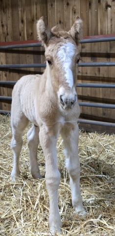 HorseID: 2310677 Sienna - PhotoID: 1095344