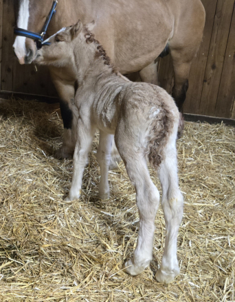 HorseID: 2310677 Sienna - PhotoID: 1095345