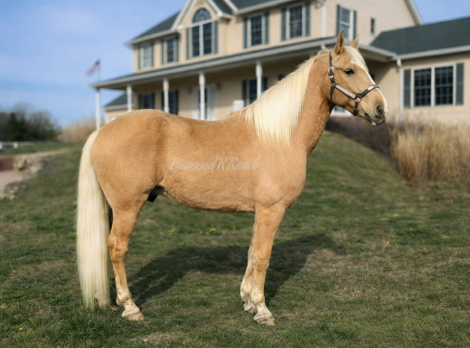 HorseID: 2310679 Sunfire - PhotoID: 1095346