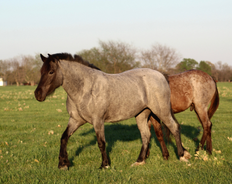 HorseID: 2310681 Sally - PhotoID: 1095347