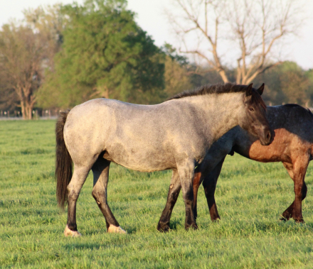 HorseID: 2310681 Sally - PhotoID: 1095348