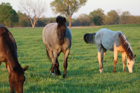 HorseID: 2310681 Sally - PhotoID: 1095349